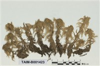 藏品(禿葉泥炭苔)的圖片